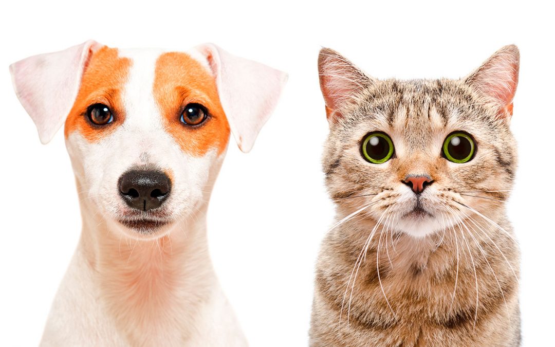 Diario de perros y gatos, ¿en qué se diferencian?